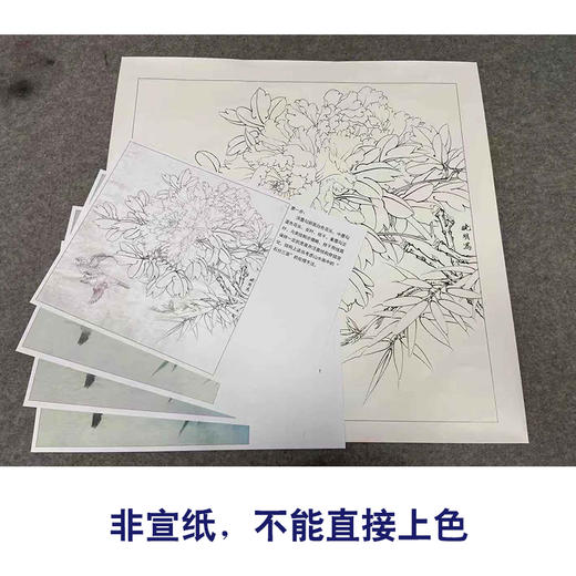 【有步骤、大彩图】李晓明工笔画白描底稿斗方小品《富贵白头》牡丹初学者临摹花鸟线稿KD30 商品图2