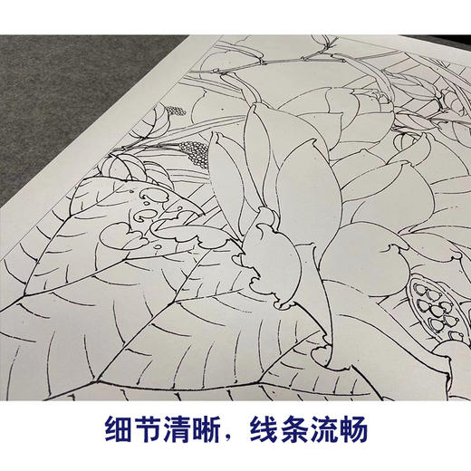 【有步骤、大彩图】李晓明工笔画白描底稿斗方小品《金莲》荷花初学者临摹花鸟线稿KE10 商品图4