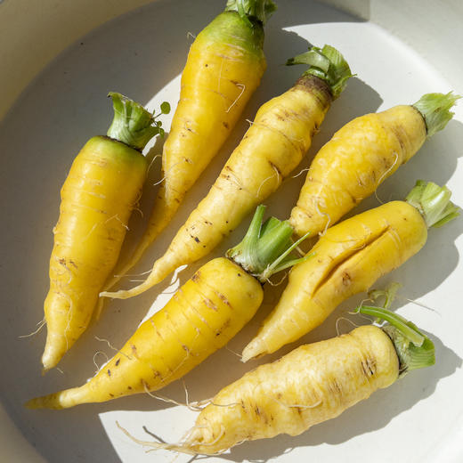黄色胡萝卜 Carrot 商品图1
