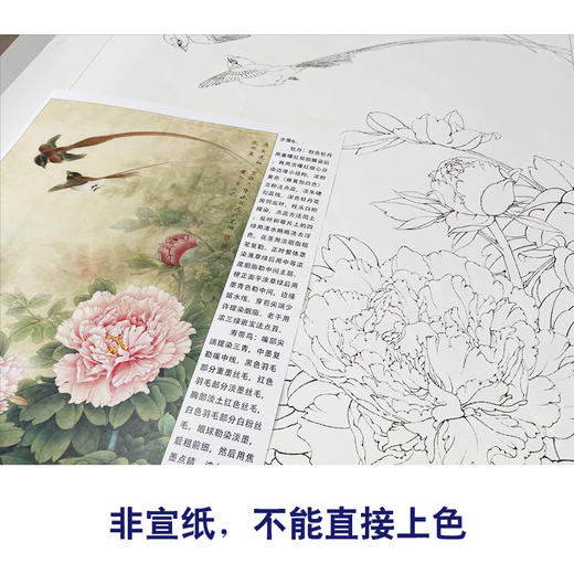 【有步骤、大彩图】李晓明工笔画白描底稿《长寿永昌》牡丹寿带鸟初学者临摹花鸟线稿KD24 商品图2