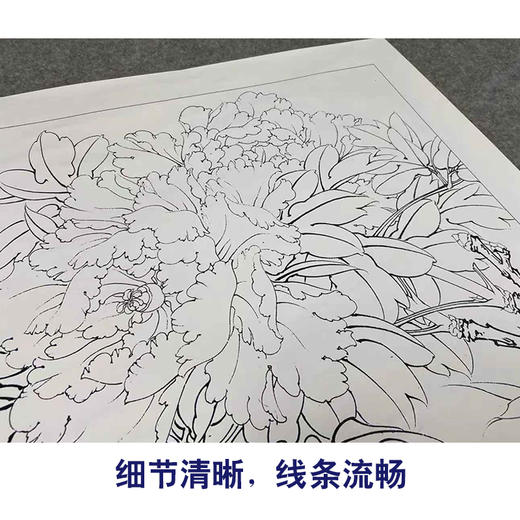 【有步骤、大彩图】李晓明工笔画白描底稿斗方小品《富贵白头》牡丹初学者临摹花鸟线稿KD30 商品图4