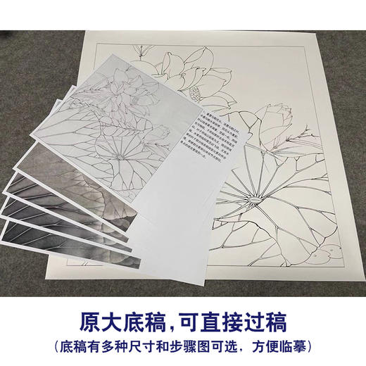 【有步骤、大彩图】李晓明工笔画白描底稿斗方小品《红荷艳阳天》红荷花初学者临摹花鸟线稿KE05 商品图1