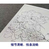 【有步骤、大彩图】李晓明工笔画白描底稿斗方小品《赛珠盘》牡丹初学者临摹花鸟线稿KD33 商品缩略图4