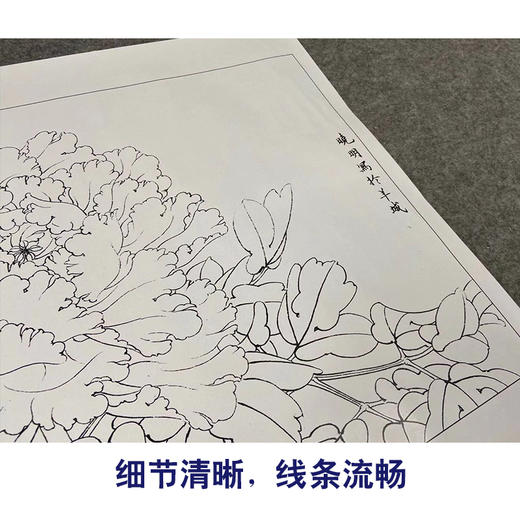 【有步骤、大彩图】李晓明工笔画白描底稿斗方小品《状元红》牡丹初学者临摹花鸟线稿KD45 商品图4