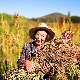 【白藜麦•袋装】杂粮 禅耕区 宝孕妈三高禅食