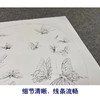 【有步骤、大彩图】李晓明工笔画白描底稿圆形小品《临宋晴春蝶戏图》蝴蝶初学者临摹花鸟线稿KC36 商品缩略图4