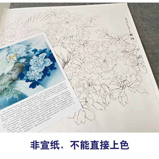 【有步骤、大彩图】李晓明工笔画白描底稿斗方小品《重绘独舞花间》牡丹鹦鹉初学者临摹花鸟线稿KD22 商品图2