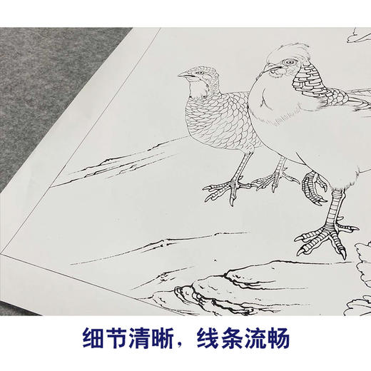 【有步骤、大彩图】李晓明工笔画白描底稿《锦鸡二乔图》牡丹初学者临摹花鸟线稿KD23 商品图4