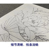 【有步骤、大彩图】李晓明工笔画白描底稿斗方小品《白荷亭亭》荷花蜜蜂初学者临摹花鸟线稿KE04 商品缩略图4