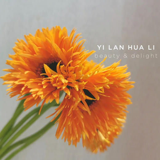 菊花-拉丝非洲菊-橘色-10枝/扎 商品图0