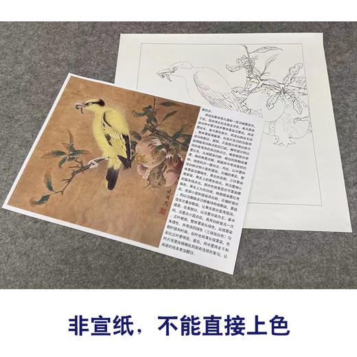 【有步骤、大彩图】李晓明工笔画白描底稿斗方小品《榴枝黄鸟图》石榴黄鹂初学者临摹花鸟线稿KC31 商品图2