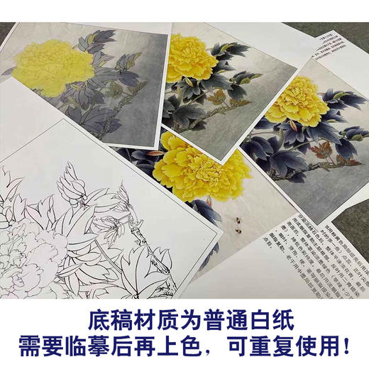 【有步骤、大彩图】李晓明工笔画白描底稿斗方小品《姚黄》牡丹初学者临摹花鸟线稿KD34 商品图3