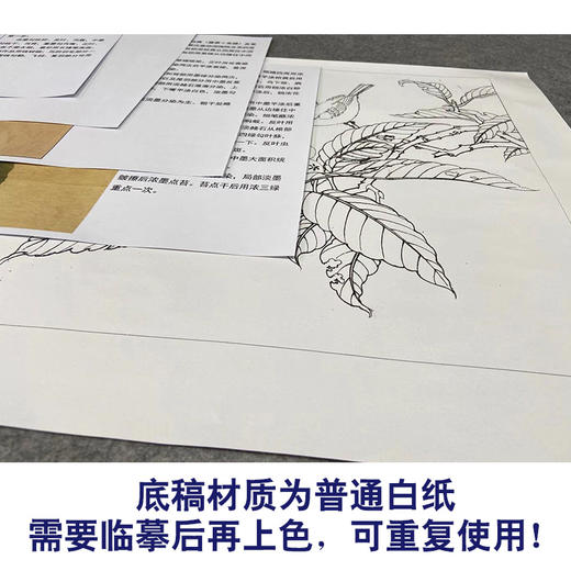 【有步骤、大彩图】李晓明工笔画白描底稿斗方小品《枇杷绣眼图》初学者临摹花鸟线稿KC34 商品图3