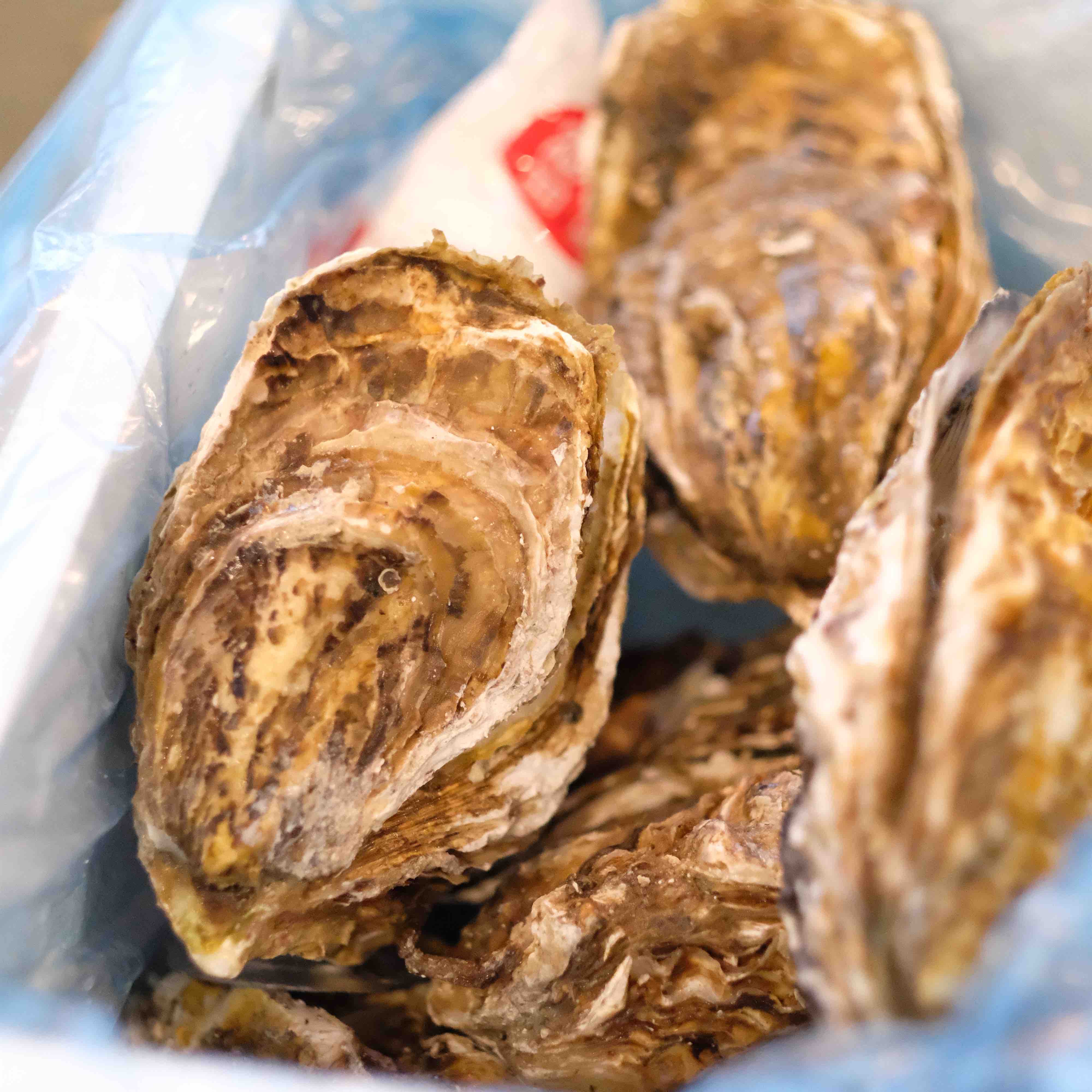 【中国地理标识产品，乳山生蚝】超级肥美好吃，现捞现发，5斤装/10斤装任选。