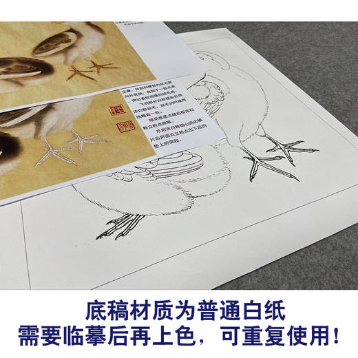 【有步骤、大彩图】李晓明工笔画白描底稿斗方小品《鸡雏待饲图》初学者临摹高清打印稿KC30 商品图3