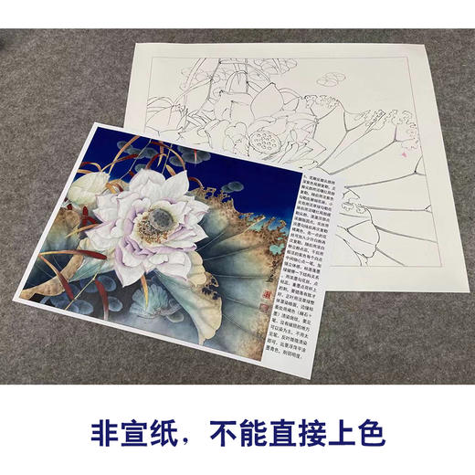 【有步骤、大彩图】李晓明工笔画白描底稿小品《千瓣莲》荷花初学者临摹花鸟线稿KE13 商品图2