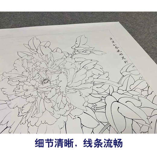【有步骤、大彩图】李晓明工笔画白描底稿斗方小品《江东双娇》牡丹初学者临摹花鸟线稿KD26 商品图4
