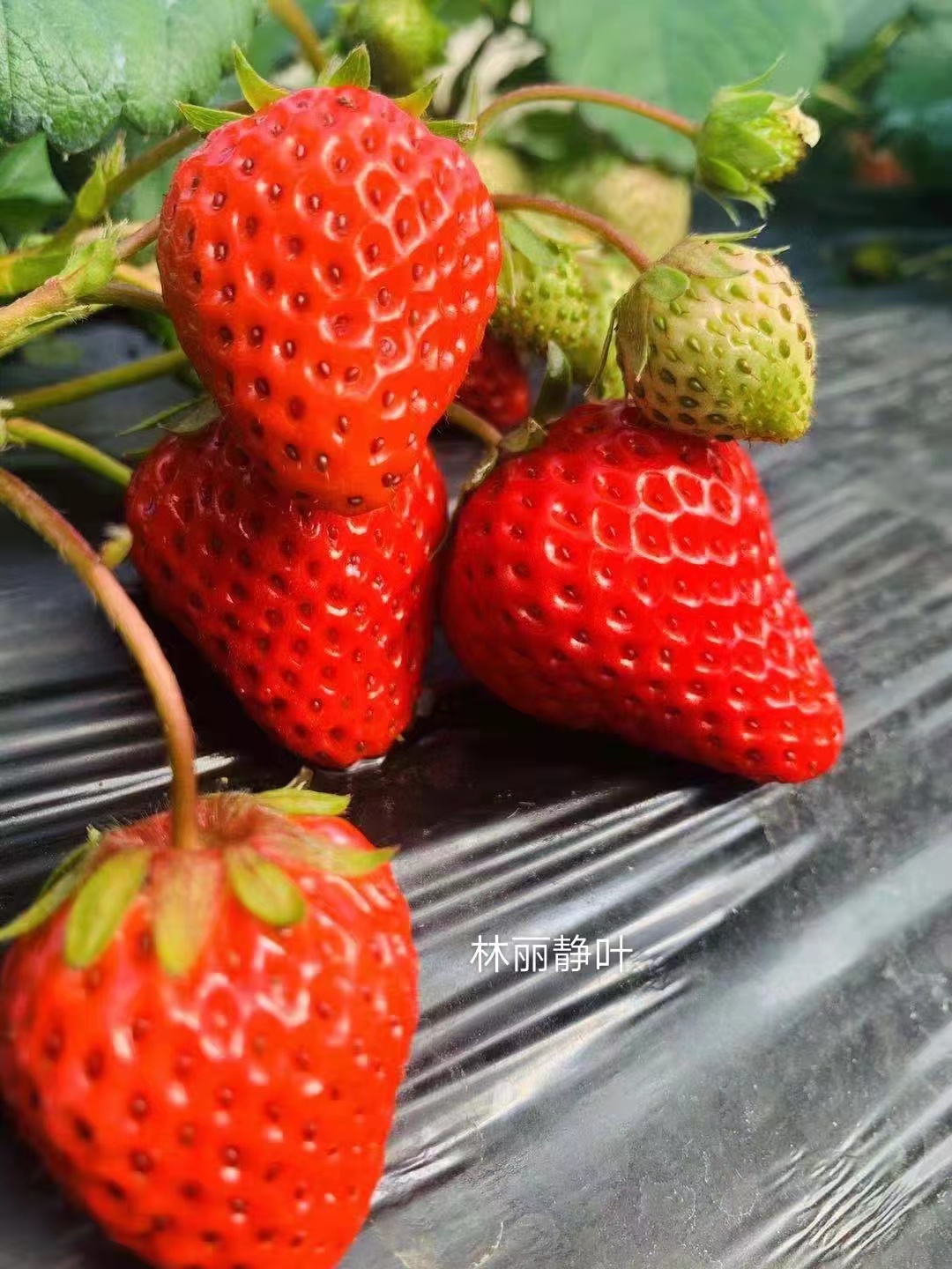 草莓  新北葛林