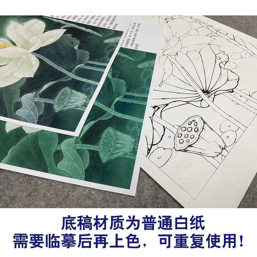 【有步骤、大彩图】李晓明工笔画白描底稿斗方小品《冷艳清华》荷花初学者临摹花鸟线稿KE06 商品图3