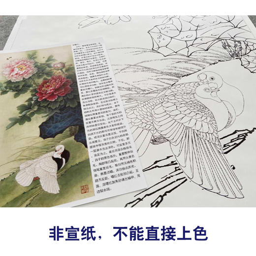【有步骤、大彩图】李晓明工笔画白描底稿《富贵天香图》牡丹白鸽初学者临摹花鸟线稿KD39 商品图2