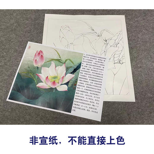 【有步骤、大彩图】李晓明工笔画白描底稿斗方小品《水上芙蓉》荷花初学者临摹花鸟线稿KE07 商品图2