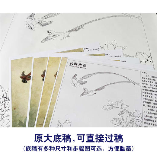 【有步骤、大彩图】李晓明工笔画白描底稿《长寿永昌》牡丹寿带鸟初学者临摹花鸟线稿KD24 商品图1