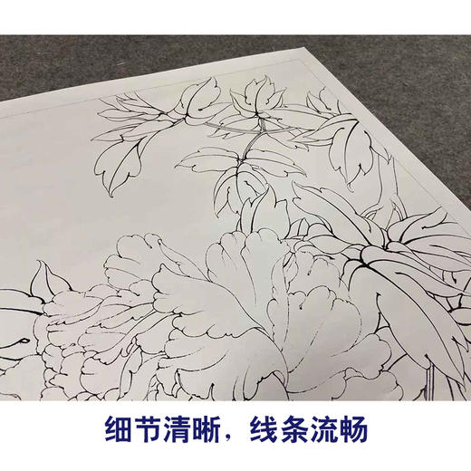 【有步骤、大彩图】李晓明工笔画白描底稿斗方小品《玉立春风》牡丹初学者临摹花鸟线稿KD21 商品图4