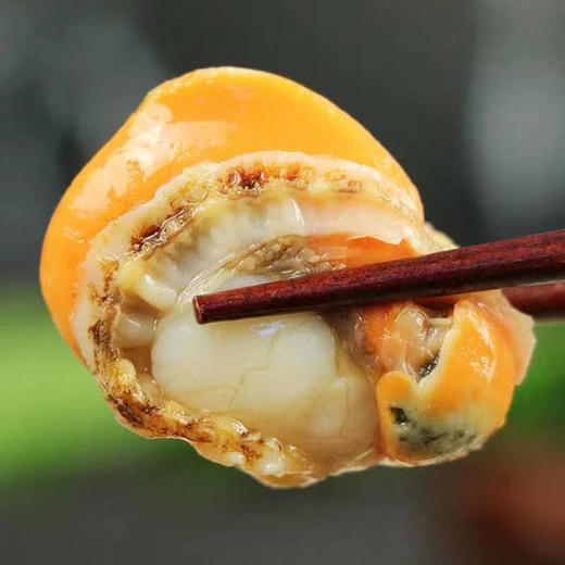 2025大扇贝肉！【京东/顺丰包邮到家】基地直邮纯净海域，鲜活捕捞大个无冰无沙扇贝肉 商品图0