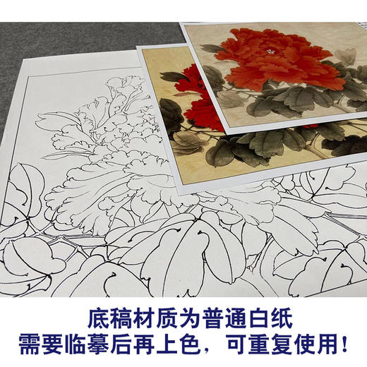 【有步骤、大彩图】李晓明工笔画白描底稿斗方小品《状元红》牡丹初学者临摹花鸟线稿KD45 商品图3