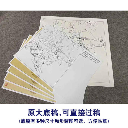 【有步骤、大彩图】李晓明工笔画白描底稿斗方小品《青龙卧墨池》牡丹初学者临摹花鸟线稿KD32 商品图1