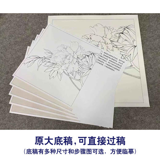【有步骤、大彩图】李晓明工笔画白描底稿斗方小品《牡丹洛阳春》牡丹初学者临摹花鸟线稿KD31 商品图1