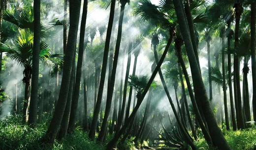 户外@江门紫花风铃+蒲葵林+彩虹村 1天 商品图4