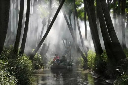 户外@江门紫花风铃+蒲葵林+彩虹村 1天 商品图5