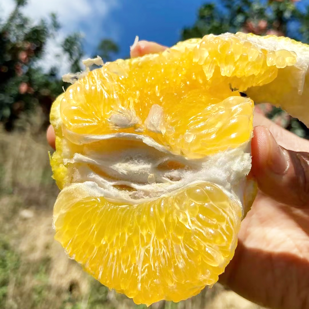 福利活动『福建黄金葡萄柚』皮薄多汁 清甜柔嫩
