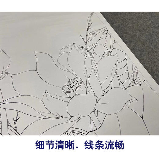 【有步骤、大彩图】李晓明工笔画白描底稿《荷花红蜻蜓图》初学者临摹花鸟线稿KE14 商品图4