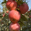 【塔玛庄园】新疆阿克苏苹果 4kg 真正的冰糖心 商品缩略图4