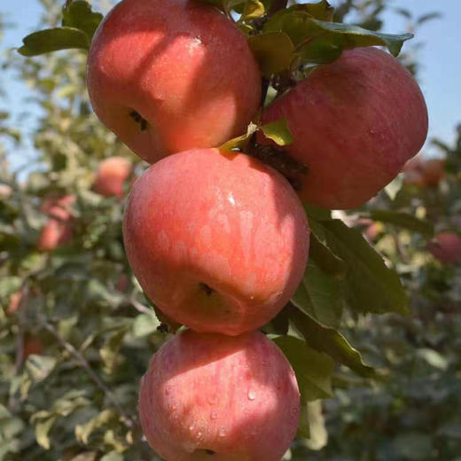 【塔玛庄园】新疆阿克苏苹果 4kg 真正的冰糖心 商品图4