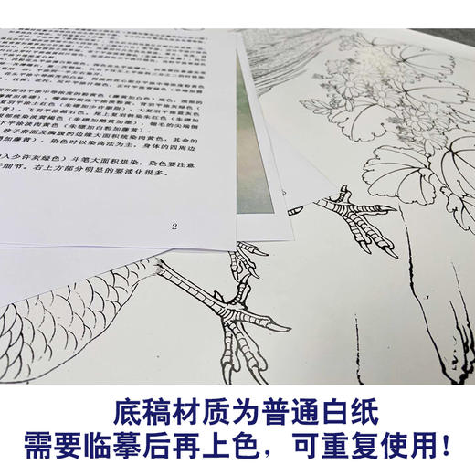 【有步骤、大彩图】李晓明工笔画白描底稿《锦鸡二乔图》牡丹初学者临摹花鸟线稿KD23 商品图3