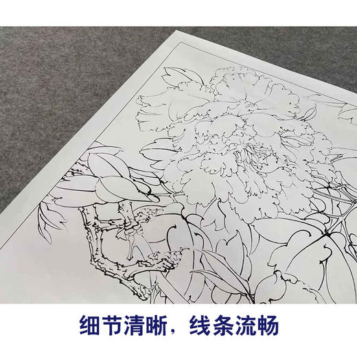 【有步骤、大彩图】李晓明工笔画白描底稿斗方小品《青龙卧墨池》牡丹初学者临摹花鸟线稿KD32 商品图4
