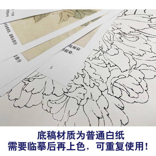 【有步骤、大彩图】李晓明工笔画白描底稿《娇娥粉黛》牡丹初学者临摹花鸟线稿KD13 商品图3