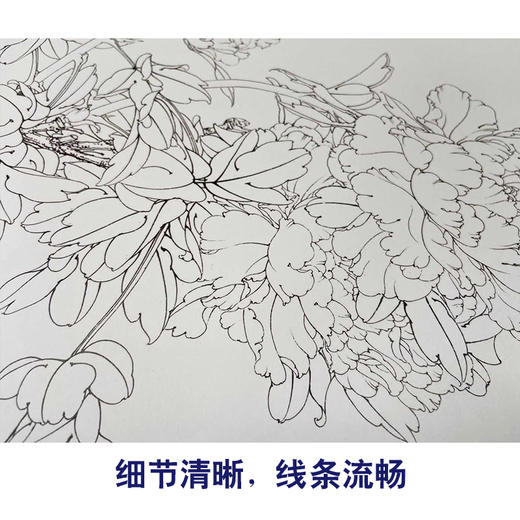 【有步骤、大彩图】李晓明工笔画白描底稿《富贵蝶来图》牡丹蝴蝶初学者临摹花鸟线稿KD19 商品图4