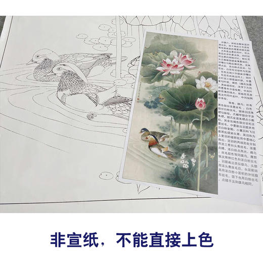 【有步骤、大彩图】李晓明工笔画白描底稿《荷塘鸳鸯图》荷花初学者临摹花鸟线稿KE02 商品图2