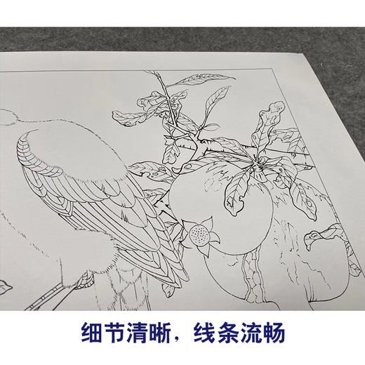 【有步骤、大彩图】李晓明工笔画白描底稿斗方小品《榴枝黄鸟图》石榴黄鹂初学者临摹花鸟线稿KC31 商品图4