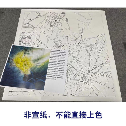 【有步骤、大彩图】李晓明工笔画白描底稿斗方小品《金莲》荷花初学者临摹花鸟线稿KE10 商品图2