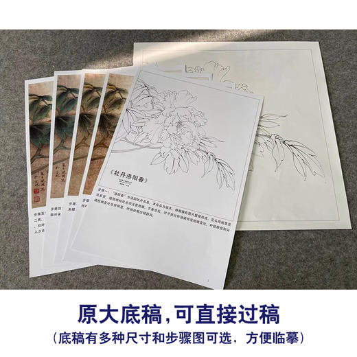【有步骤、大彩图】李晓明工笔画白描底稿斗方小品《牡丹洛阳春》牡丹初学者临摹花鸟线稿KD14 商品图1