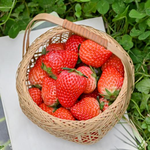 顺丰空运—攀枝花•露天冬草莓【有礼盒装】 商品图9