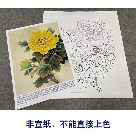 【有步骤、大彩图】李晓明工笔画白描底稿小品《花魁姚黄》牡丹初学者临摹花鸟线稿KD38 商品图2