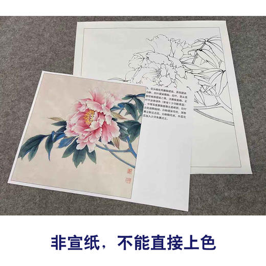 【有步骤、大彩图】李晓明工笔画白描底稿斗方小品《牡丹洛阳春》牡丹初学者临摹花鸟线稿KD31 商品图2