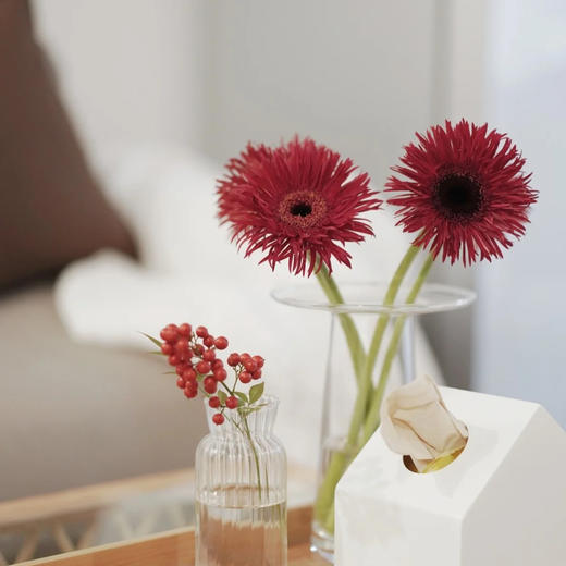 菊花-拉丝非洲菊-酒红色 商品图1