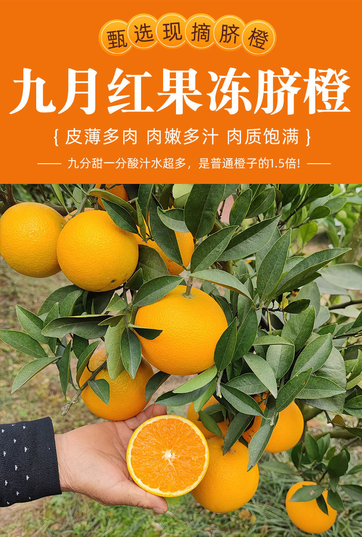 正宗秭归九月红脐橙可以吸着吃的果冻橙细腻化渣香甜多汁橙味十足